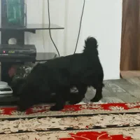 واگذاری سگ پاکوتاه|سگ|بهشهر, |دیوار