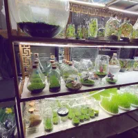 تنگ گیاه|گل و گیاه طبیعی|زاهدان, |دیوار