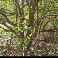 خریداره چوب مرکبات وغیره درباغ