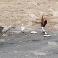 کفتر نر800تومان پوله کفتره من میخام 700بفروشم