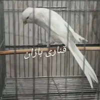 قناری رسمی بلند|پرنده|ری, اقدسیه|دیوار