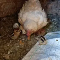 فروش مرغ بومی با۱۰تا جوجه