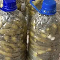 خیارشور ترشی خانگی