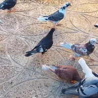 (تعدادی کبوتر،فروش فوری)|پرنده|معصومیه, |دیوار