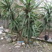 گل یوکا|گل و گیاه طبیعی|رشت, خواهر امام|دیوار