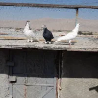 کفتر هوایی|پرنده|مرودشت, شهرک مهدیه|دیوار