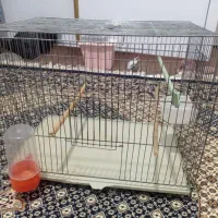 قفس عروس هلندی