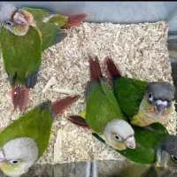 جوجه سرلاکی گرینچیک راهب عروس کاسکو خورشیدی ملنگو|پرنده|یزد, |دیوار
