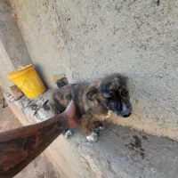 سگ پاکوتاه|سگ|بهار, |دیوار