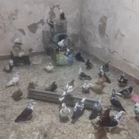جفت بزک و میلیمنز