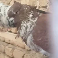 کفتر گرگی،سرخ