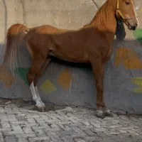 فروش چند راس مادیون و نریان