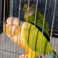 جفت گرینیچک روی تخم (سخنگو)