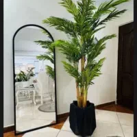 درختچه کنارسالنی باارتفاع ۲ متر به قیمت عمده