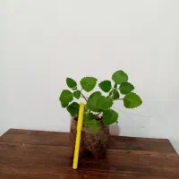 گل گل 4تا 135|گل و گیاه طبیعی|یاسوج, |دیوار