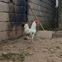 خروس گلین جوون|حیوانات مزرعه|چالوس, |دیوار