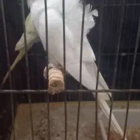 مرغ عشق پروانه ای تخم گزار