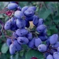 فروش نعناخشک وپونه کوهی انواع گیاهان داروی