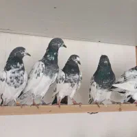 کبوتر ساعت سنگین|پرنده|رشت, تازه آباد|دیوار