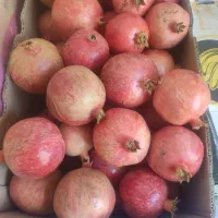 انار اصل عقدا دانه سیاه|خوردنی و آشامیدنی|عقدا, |دیوار