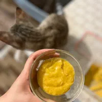 غذای سالم و خانگی گربه|لوازم جانبی حیوانات|لاهیجان, شیخ زاهد|دیوار