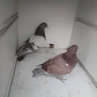 جوجه پرشی ساعتی بالا|پرنده|محمدشهر, محمدشهر|دیوار