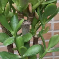 گل انار ۸۰|گل و گیاه طبیعی|بروجرد, |دیوار