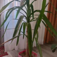 گیاه یوکا آپارتمانی