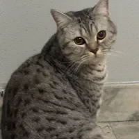 واگذاری گربه