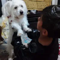 سگ شیتزو|سگ|قوچان, |دیوار