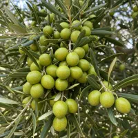 نـهال گرـدو اصلاح‌شده سود پایدار برای سال‌ها|خدمات باغبانی و درختکاری|سنندج, |دیوار