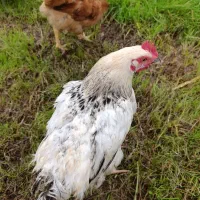 مرغ و خروس و جوجه محلی|حیوانات مزرعه|قائمشهر, |دیوار