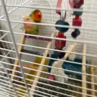 طوطی برزیلی