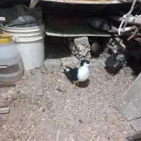 کبوتر وکتوله