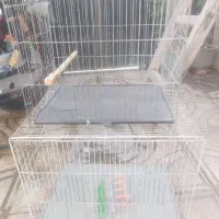 قفس و مرغ عشق جفت تضمینی