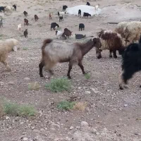نیازمند چوپان لیکک