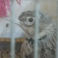 سهره ،، خاکی