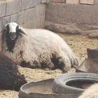 قوچ شال افشار