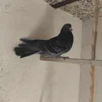 کبوتر پرشی|پرنده|مهدی شهر, |دیوار