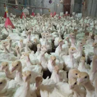 جوجه بوقلمون گوشتی بیوتی 6فوق سنگین|حیوانات مزرعه|بیرجند, |دیوار