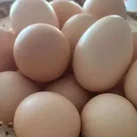 تخم مرغ محلی