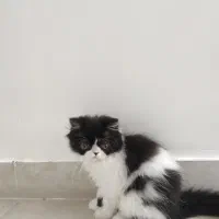 پرشین|گربه|ایلام, |دیوار