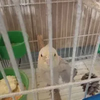 عروس هلندی|پرنده|تهران, مولوی|دیوار