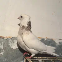 طوقی|پرنده|شاهینشهر, حافظ شمالی|دیوار