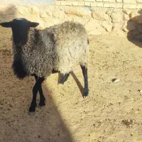 بره نژاد رومانوف اصیل،بذری قوچ میش بره بز کهره|حیوانات مزرعه|بختگان, |دیوار
