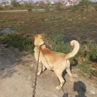 ماده سرابی اصیل