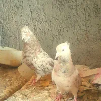 هفرنگ دم سفید زیبا