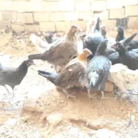 جوجه مرغ رسمی|حیوانات مزرعه|زارچ, |دیوار