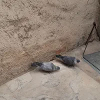 کبوتر الماسی