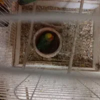 دو عدد کوتوله بالغ و مولد|پرنده|قم, باجک دو|دیوار